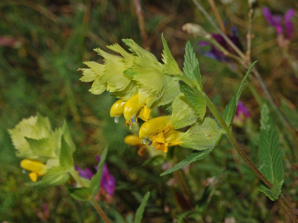 Ancora dei fiori gialli - Rhinanthus sp.